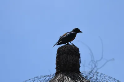 DSC_4001 (Large).JPG